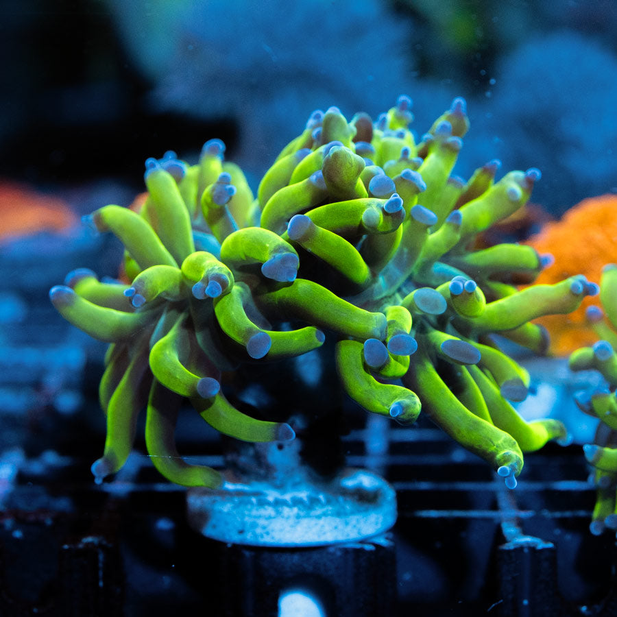 SBM Euphyllia Paradivisa Fluor(1 Pól. en división)