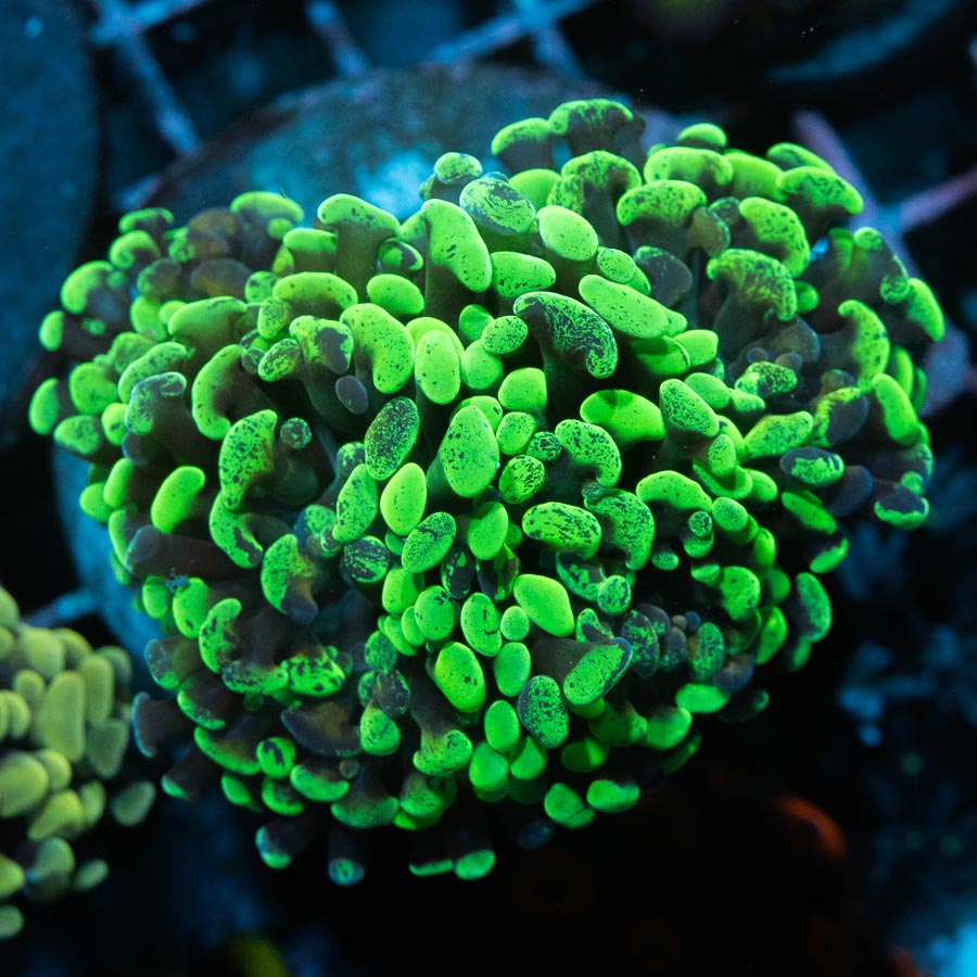 SBM Euphyllia Graffted (3 Pól.)