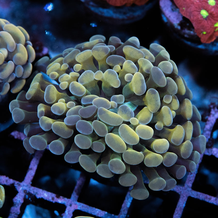 SBM Euphyllia Parancora Golden