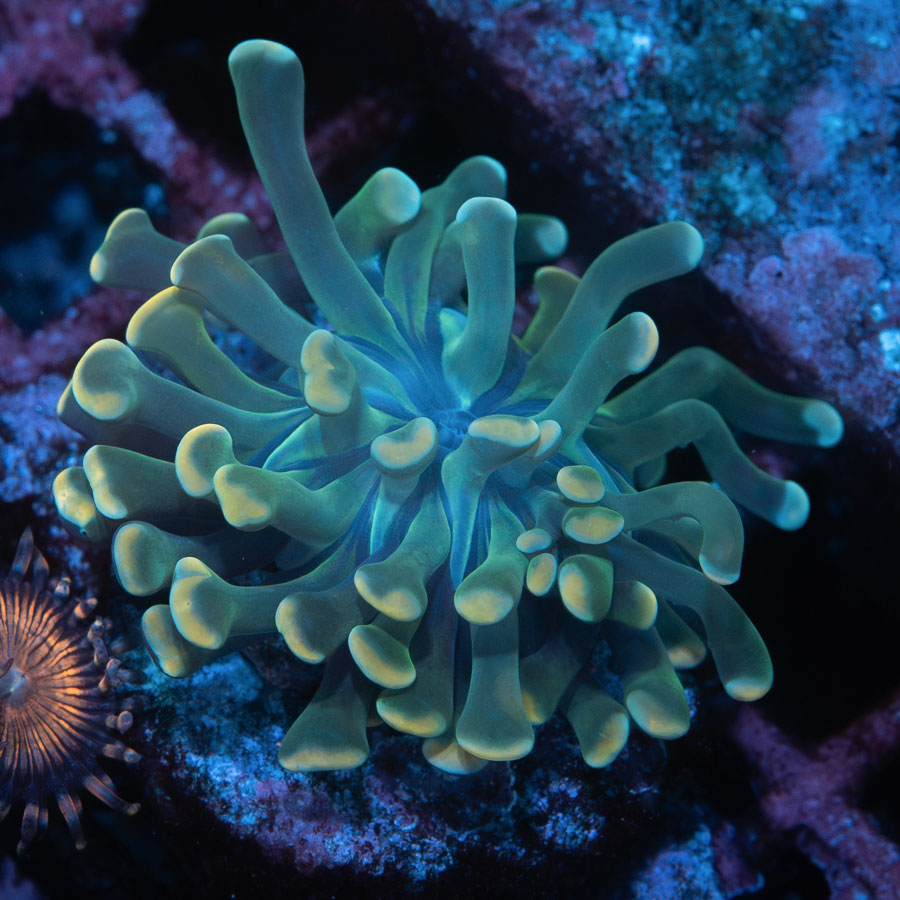 SBM Euphyllia Midas Baby (1 Pól.)