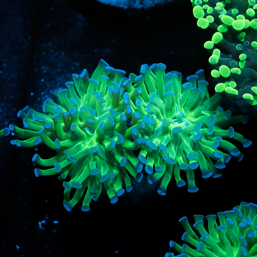 SBM Euphyllia Paradivisa (2 Pól.)