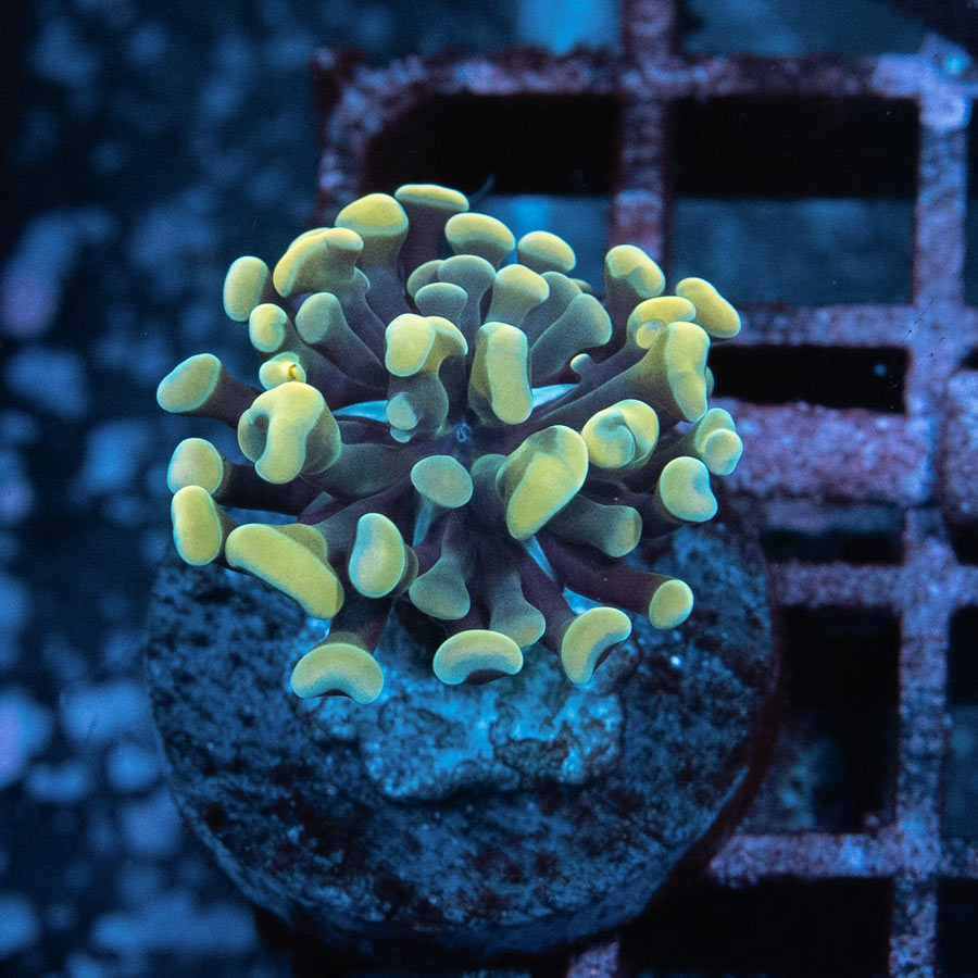 SBM Euphyllia Parancora Strawberry mini(1 Pól.)