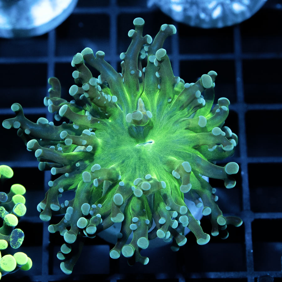 SBM Euphyllia Parancora Okanagan (1 Pól.)