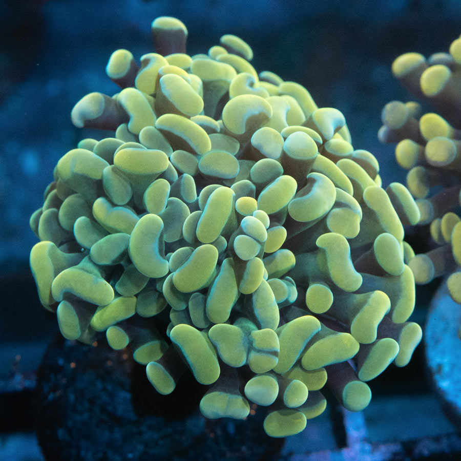 SBM Euphyllia Parancora Nugget Yellow(3 Pól.)