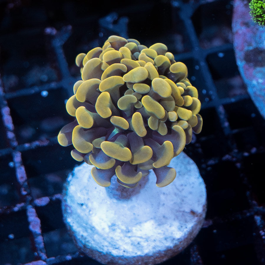 SBM Euphyllia Parancora Strawberry(1 Pól.)