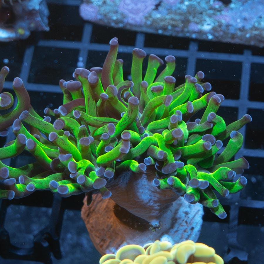 SBM Euphyllia Paradivisa Fluor(3 Pól. en división)