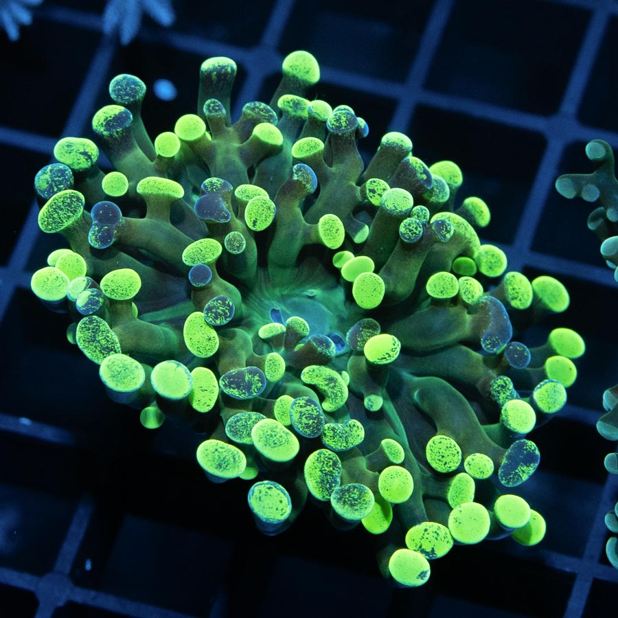 SBM Euphyllia Parancora Verde Tóxico (1 Pol.)