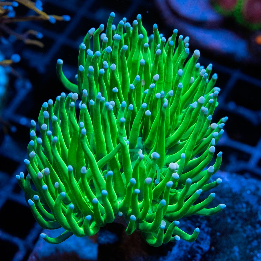 Euphyllia Torch Candy 8 cm