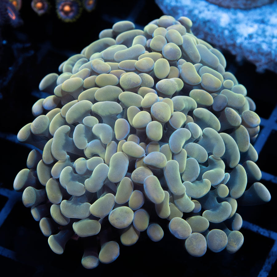 SBM Euphyllia Parancora Nuggets (4 Pól.)