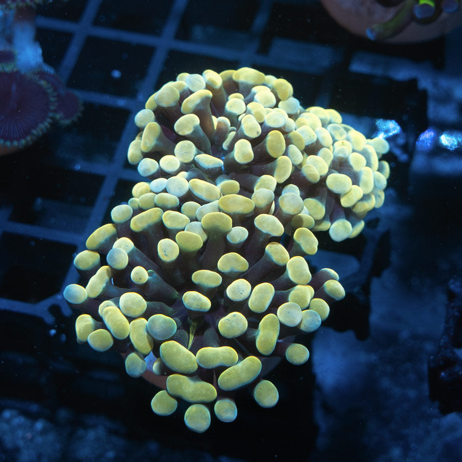SBM Euphyllia Strawberry (3 Pól.)