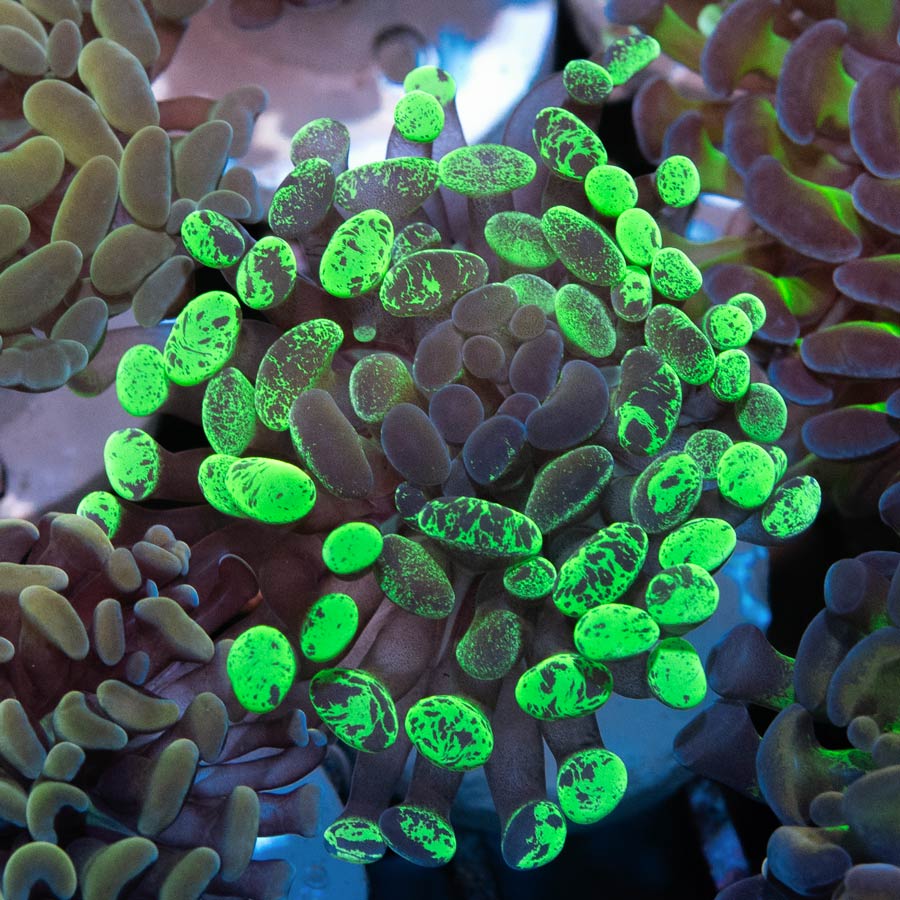 SBM Euphyllia Parancora Toxic Green Graffted(1 Pól.)