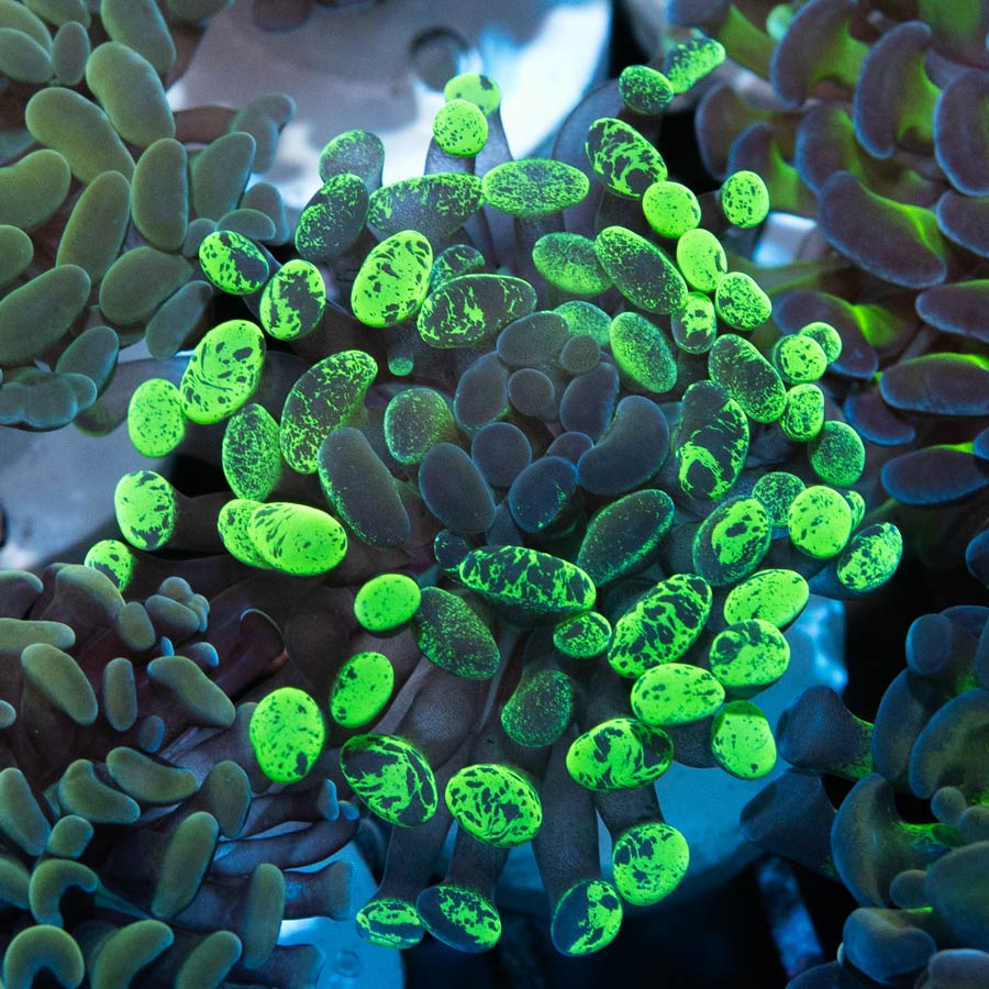 SBM Euphyllia Parancora Toxic Green Graffted(1 Pól.)