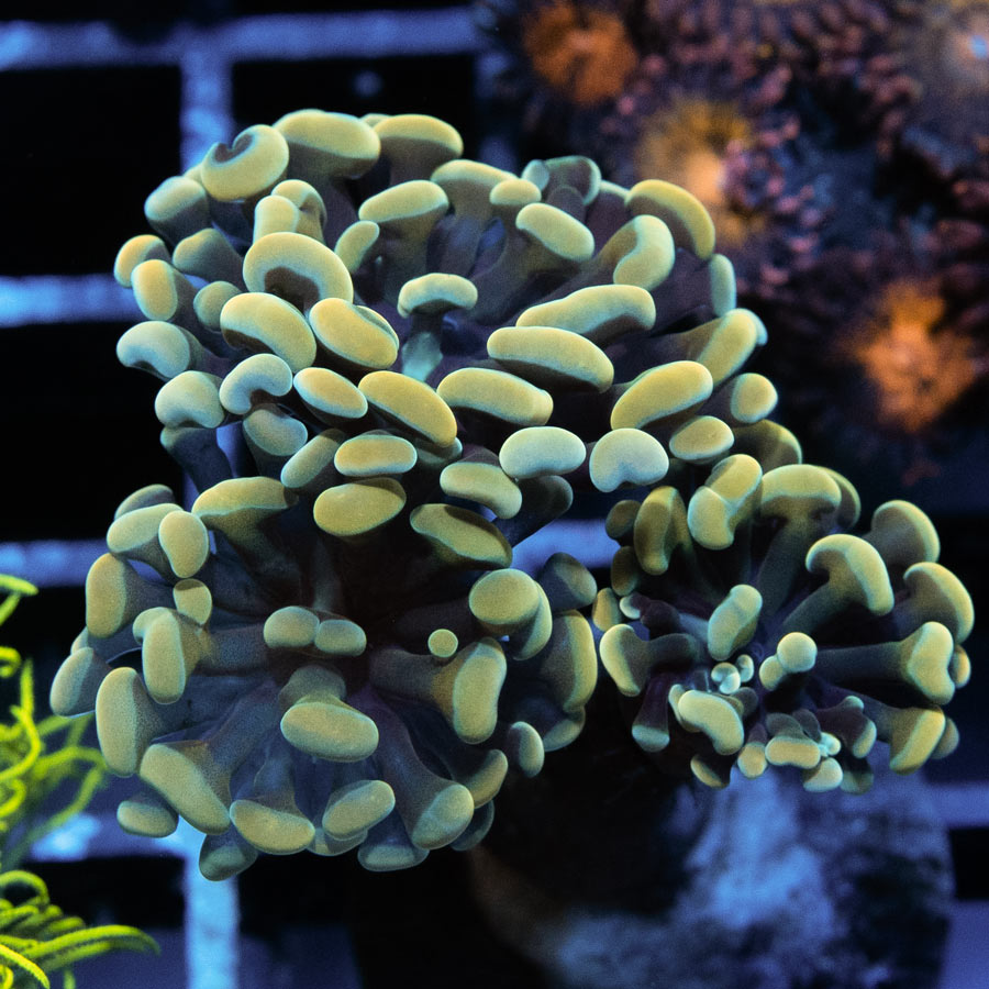 SBM Euphyllia Parancora Orange Strawberry (3 Pól.)