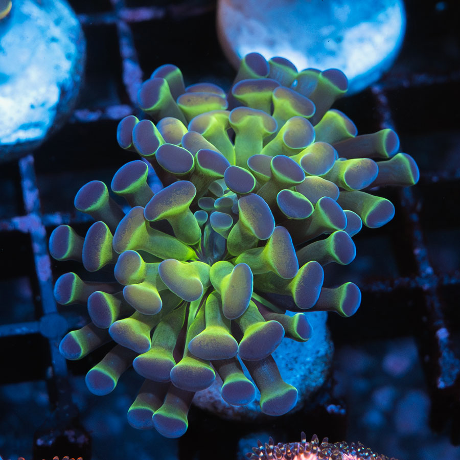 SBM Euphyllia Hologram (2 Pól. en división)