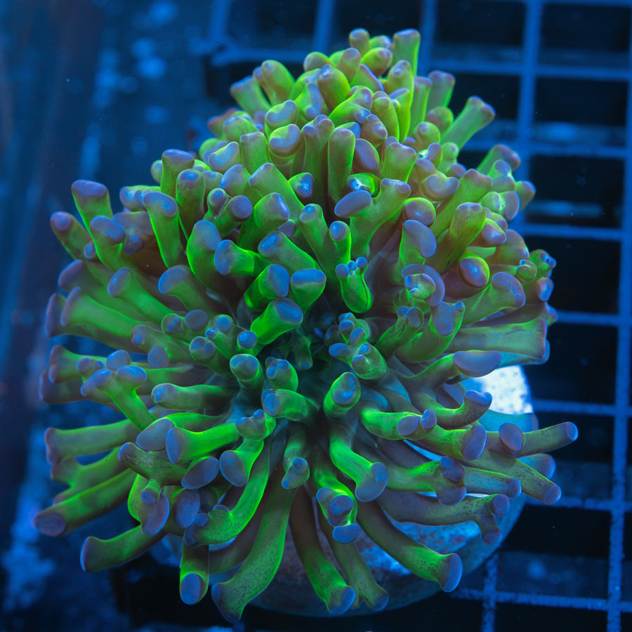 SBM Euphyllia Parancora (2 Pól.)