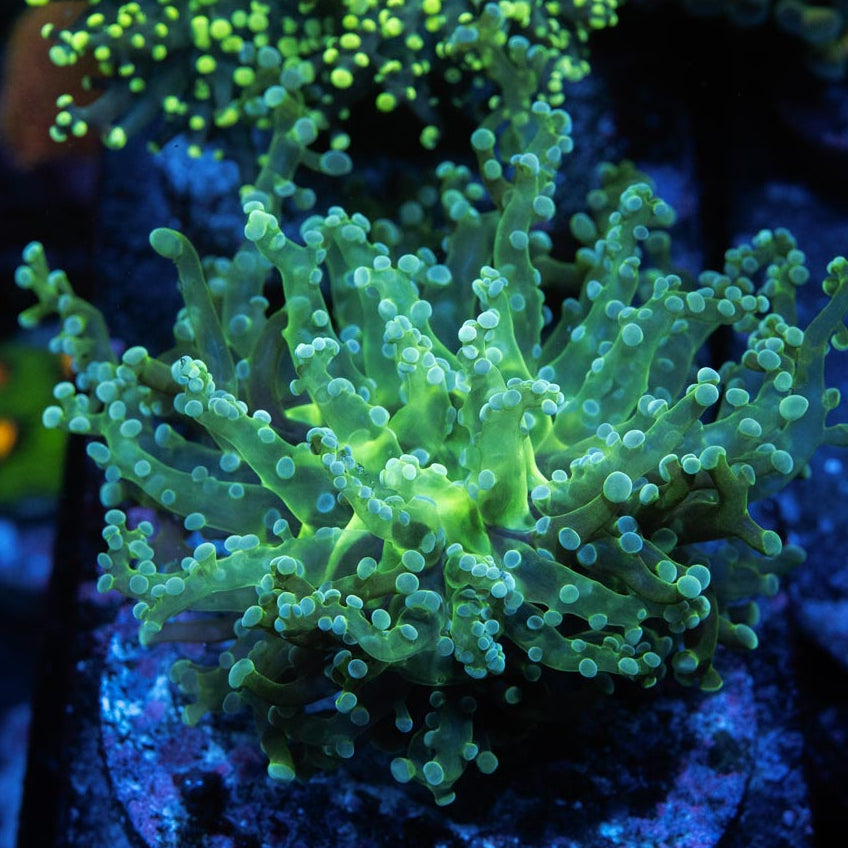 SBM Euphyllia Frogpawn "Sideshow Bob" Ultra. (zonas de poca circulación)