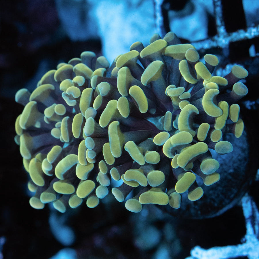 SBM Euphyllia Parancora Golden Strawberry(2 Pól.)