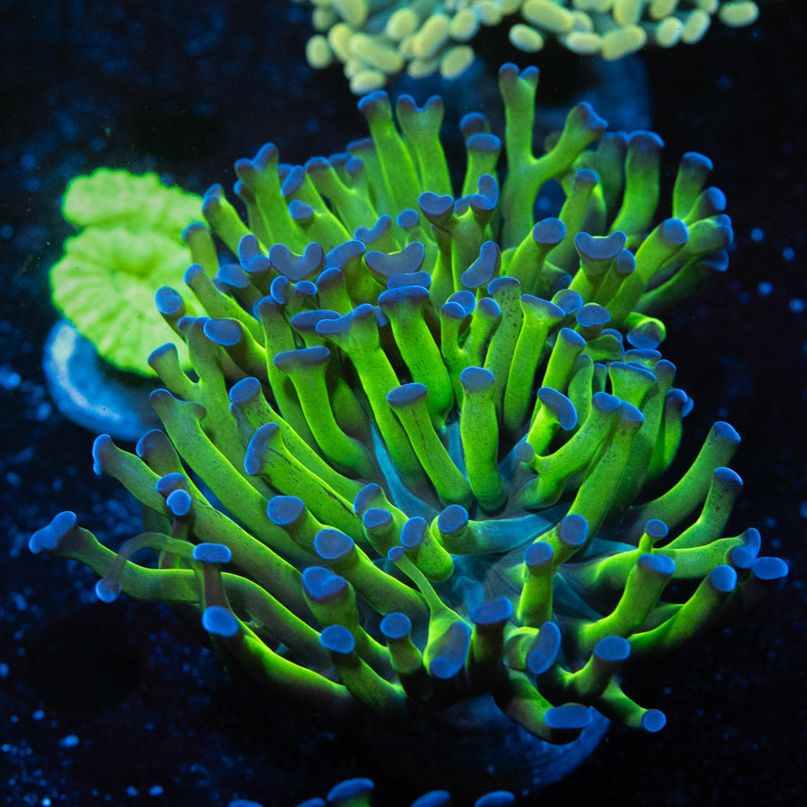 SBM Euphyllia Parancora Bicolor (2 Pól.)