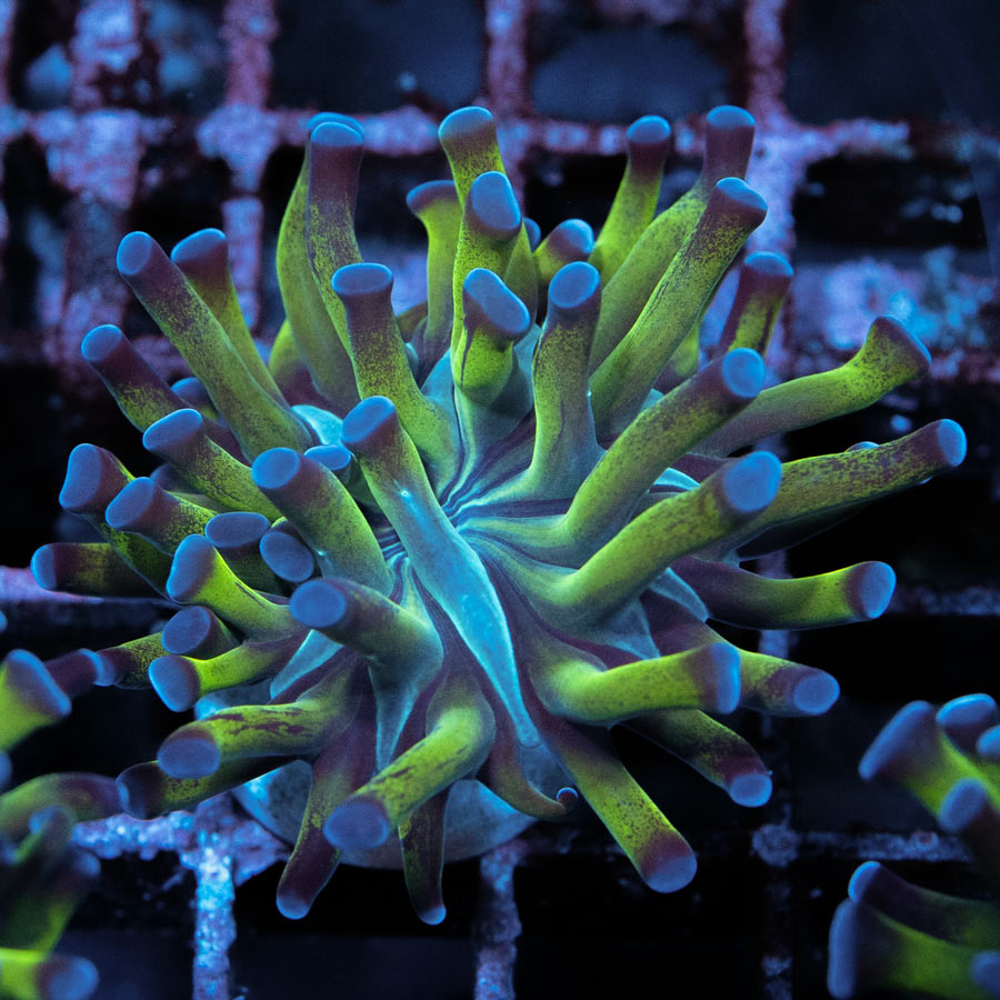 SBM Euphyllia Paradivisa (1 Pól.)