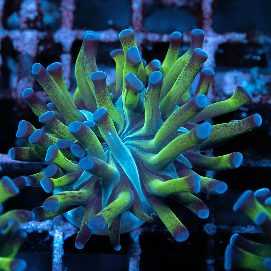 SBM Euphyllia Paradivisa (1 Pól.)