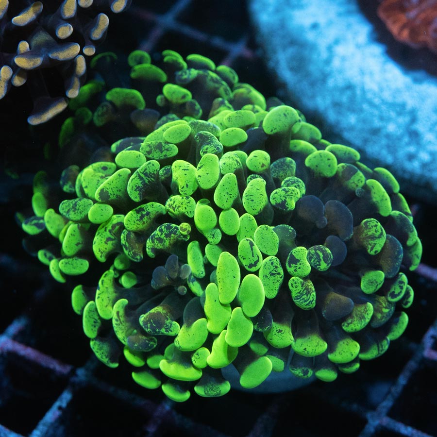 SBM Euphyllia Graffted (3 Pól.)