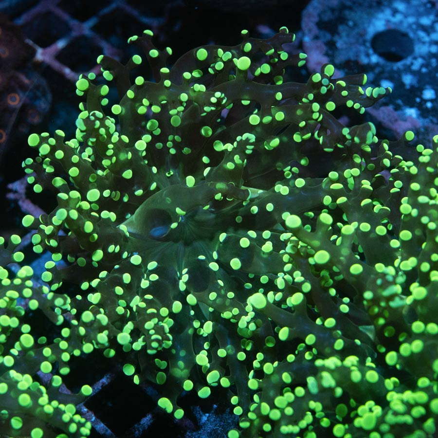 SBM Euphyllia (1 Pól.) Frogpawn "Sideshow Bob" Ultra. (zonas de poca circulación)