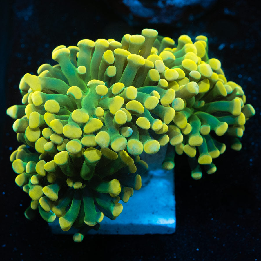 SBM Euphyllia Parancora Banana ORIGINAL (5 Pól.)