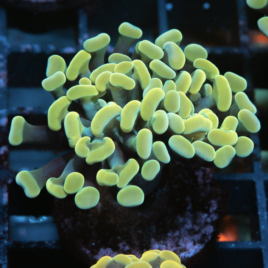 SBM Euphyllia Parancora Golden Nugget (1 Pól.)