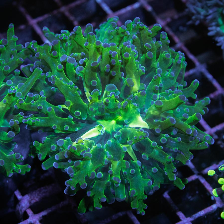 SBM Euphyllia Purple Tips(2 Pól. en división)