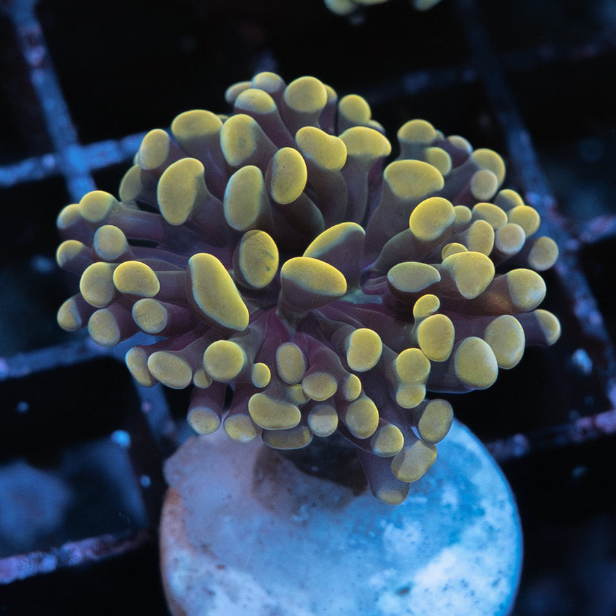 SBM Euphyllia Parancora Strawberry (1 Pól.)