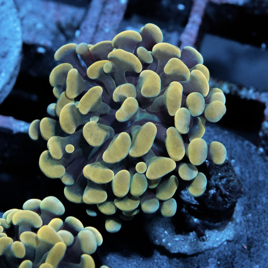 SBM Euphyllia Parancora Golden Strawberry (1 Pól.)