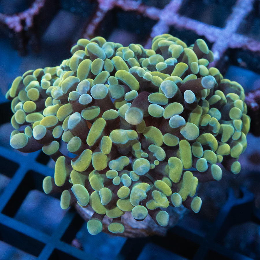 SBM Euphyllia Golden (4 Pól.)