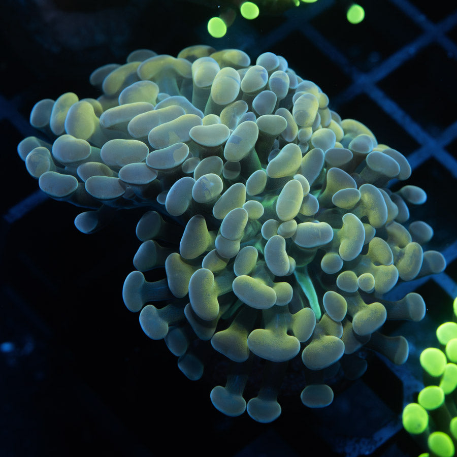 SBM Euphyllia Parancora Rare (2 Pól.)