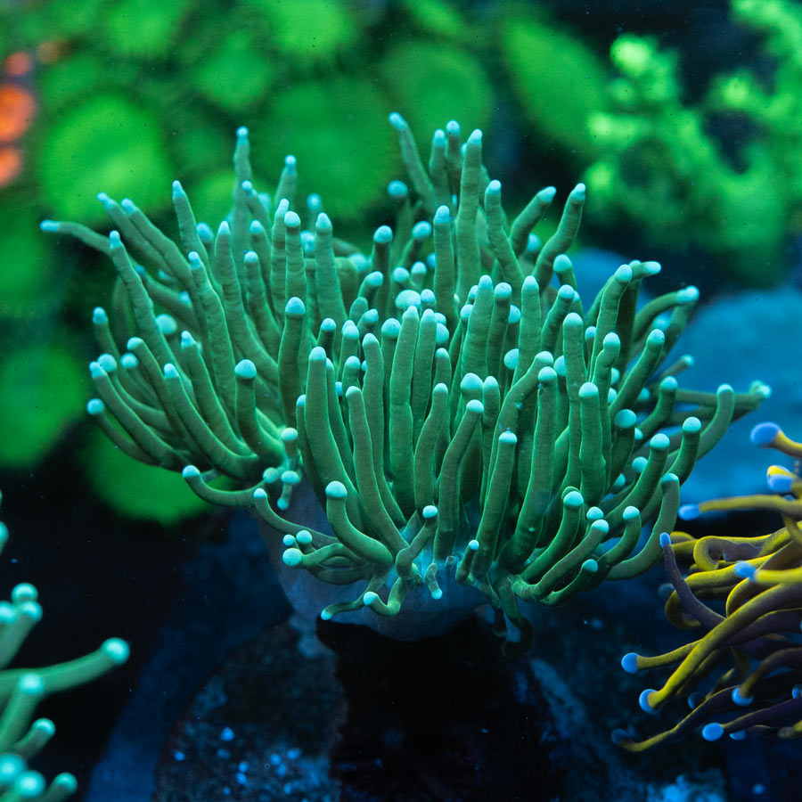 SBM Euphyllia Torch Green Ghost (2 Pól.)