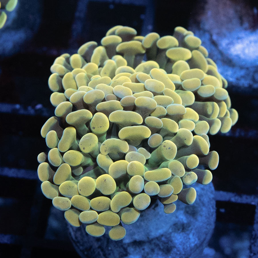 SBM Euphyllia Golden Nugget (2 Pól.)