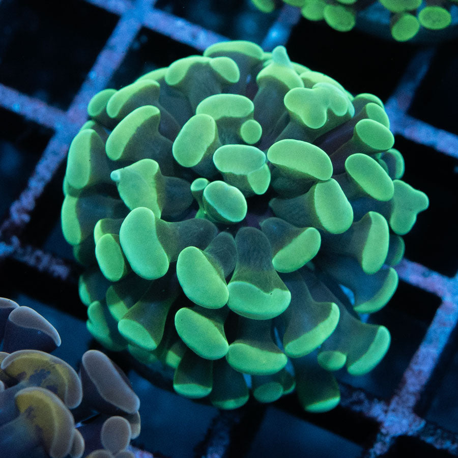 SBM Euphyllia Parancora Rare (1 Pól.)