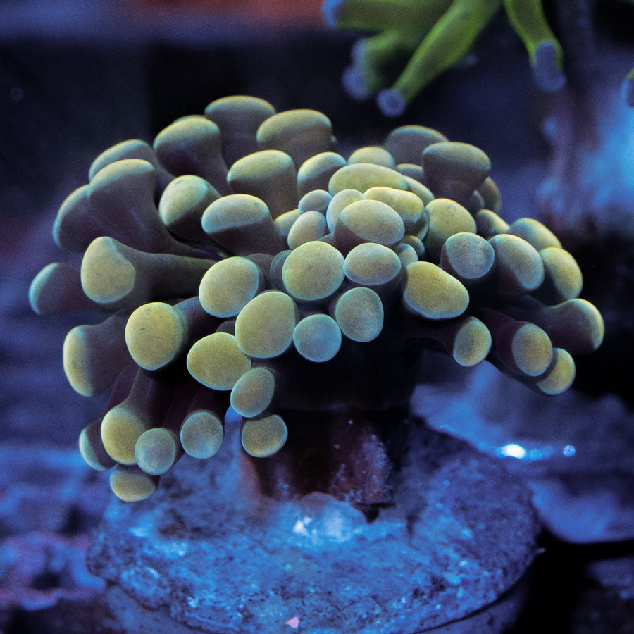 SBM Euphyllia Parancora Golden Strawberry (1 Pól.)