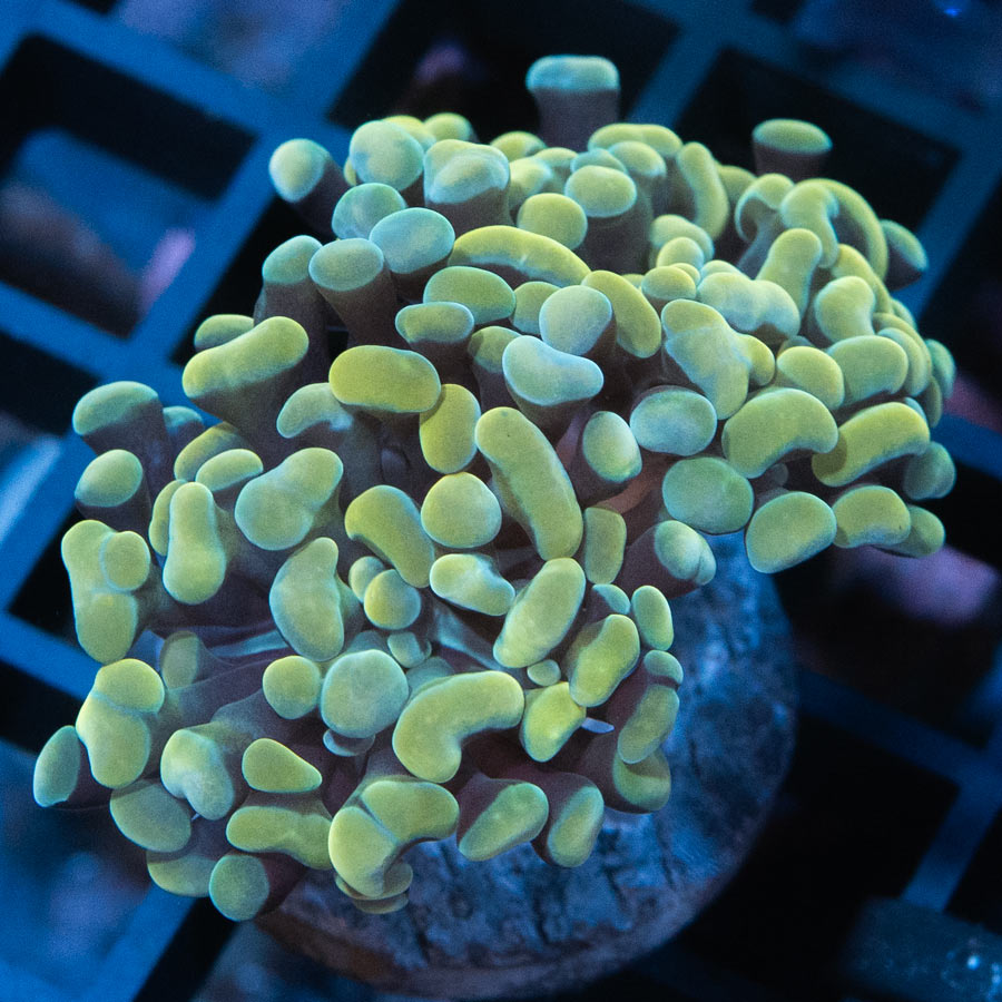 SBM Euphyllia Golden (2 Pól.)