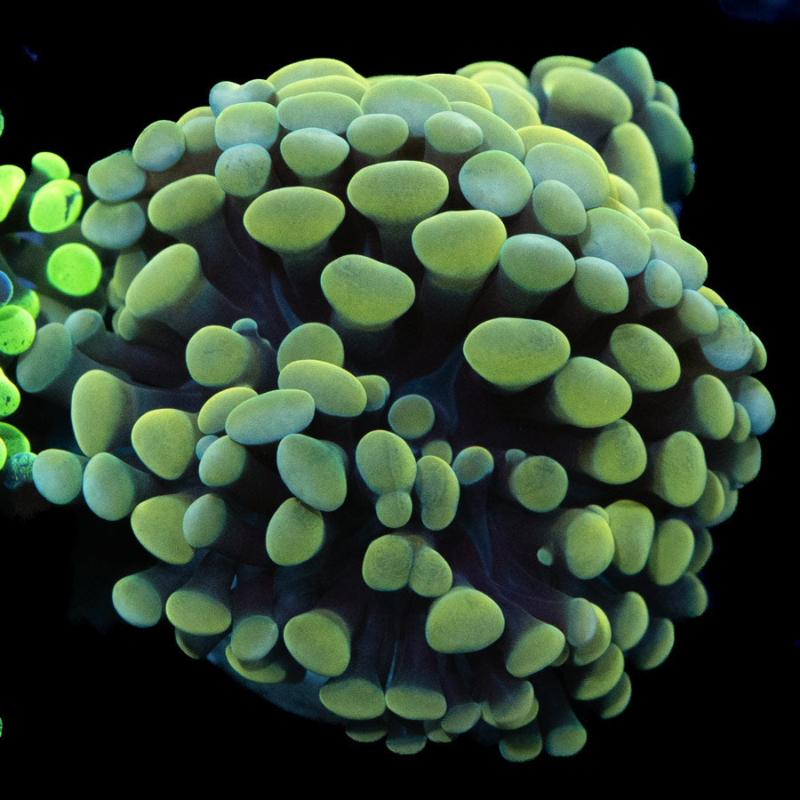 SBM Euphyllia Golden (2 Pól.)