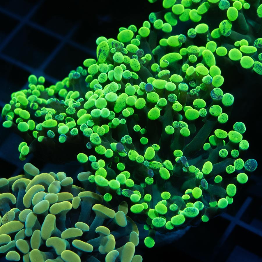 SBM Euphyllia Parancora Toxic Green (3 Pól.)