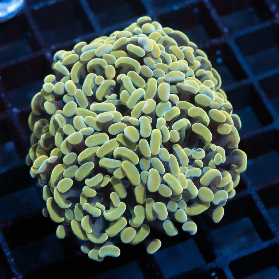 SBM Euphyllia Parancora Nugget (6 Pól. en división)