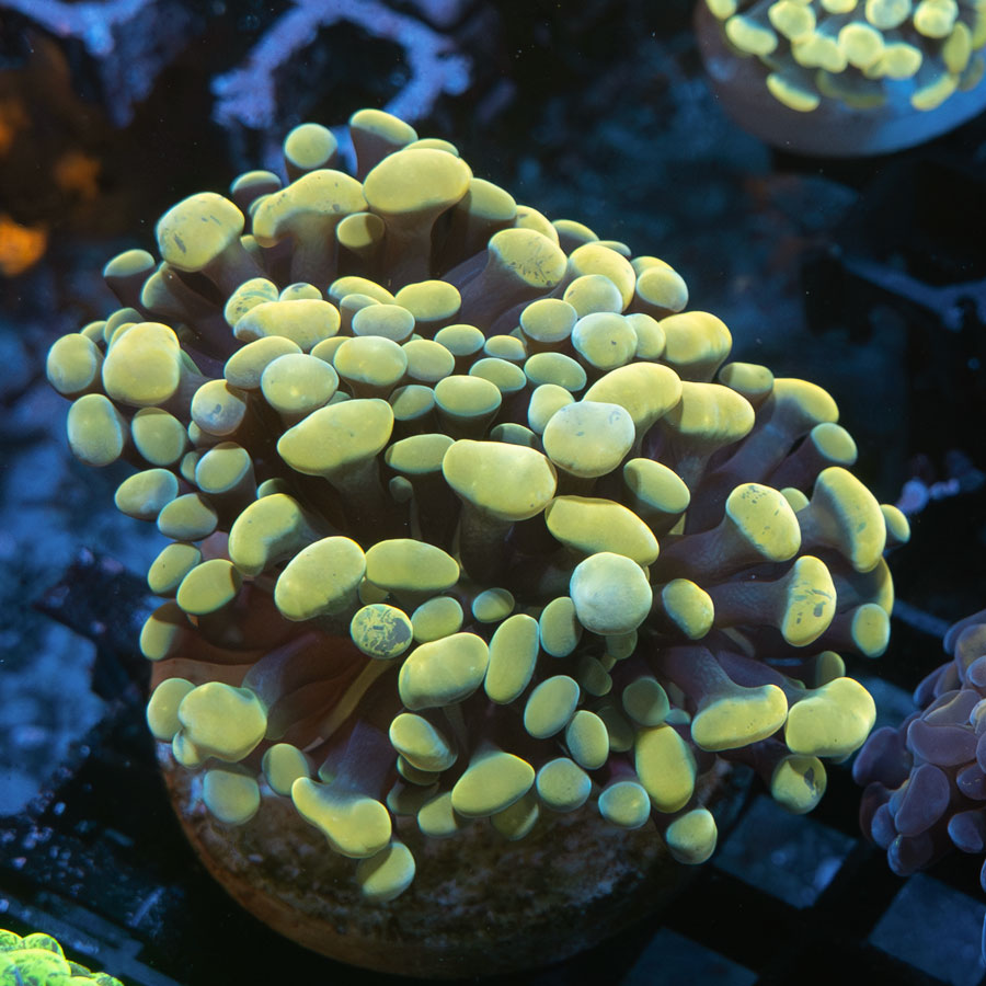 SBM Euphyllia Nugget(3 Pól. en división)