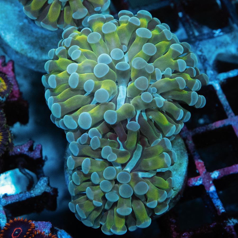Euphyllia Parancora Ice Crown Hammer (2 Pól.)
