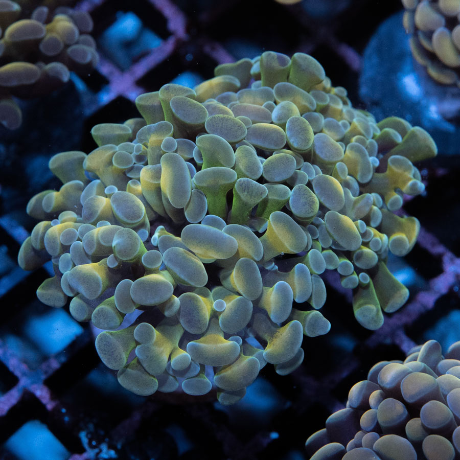 SBM Euphyllia Parancora "Ice Cream" 6 cm