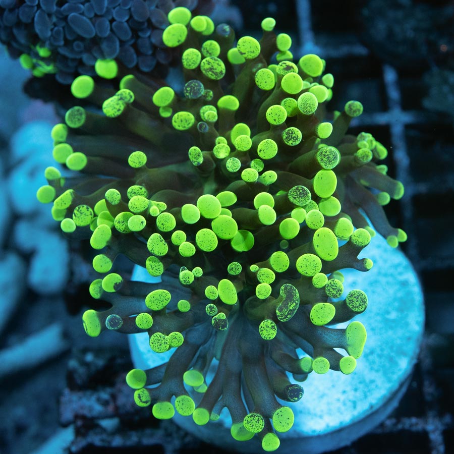 SBM Euphyllia Parancora Toxic Green (3 Pól)