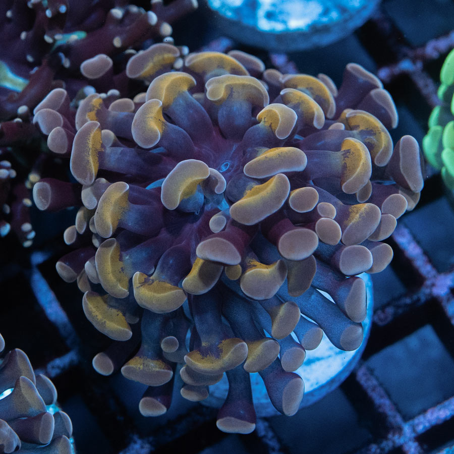 SBM Euphyllia Parancora Strawberry (1 Pól.)