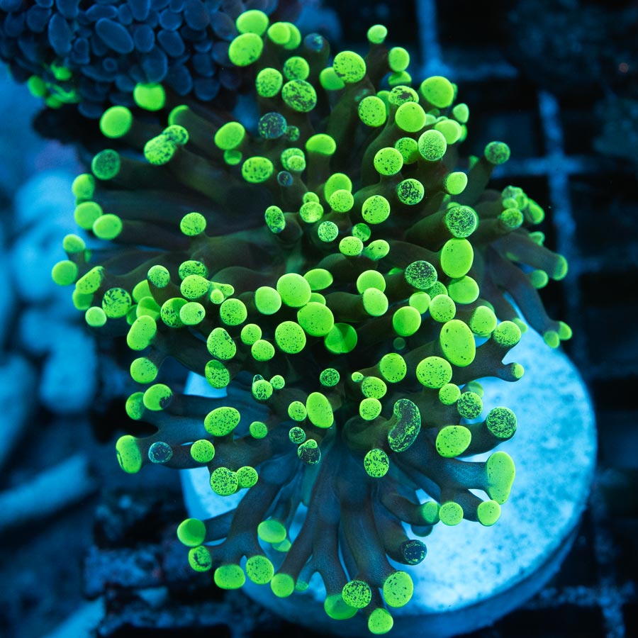 SBM Euphyllia Parancora Toxic Green (3 Pól)