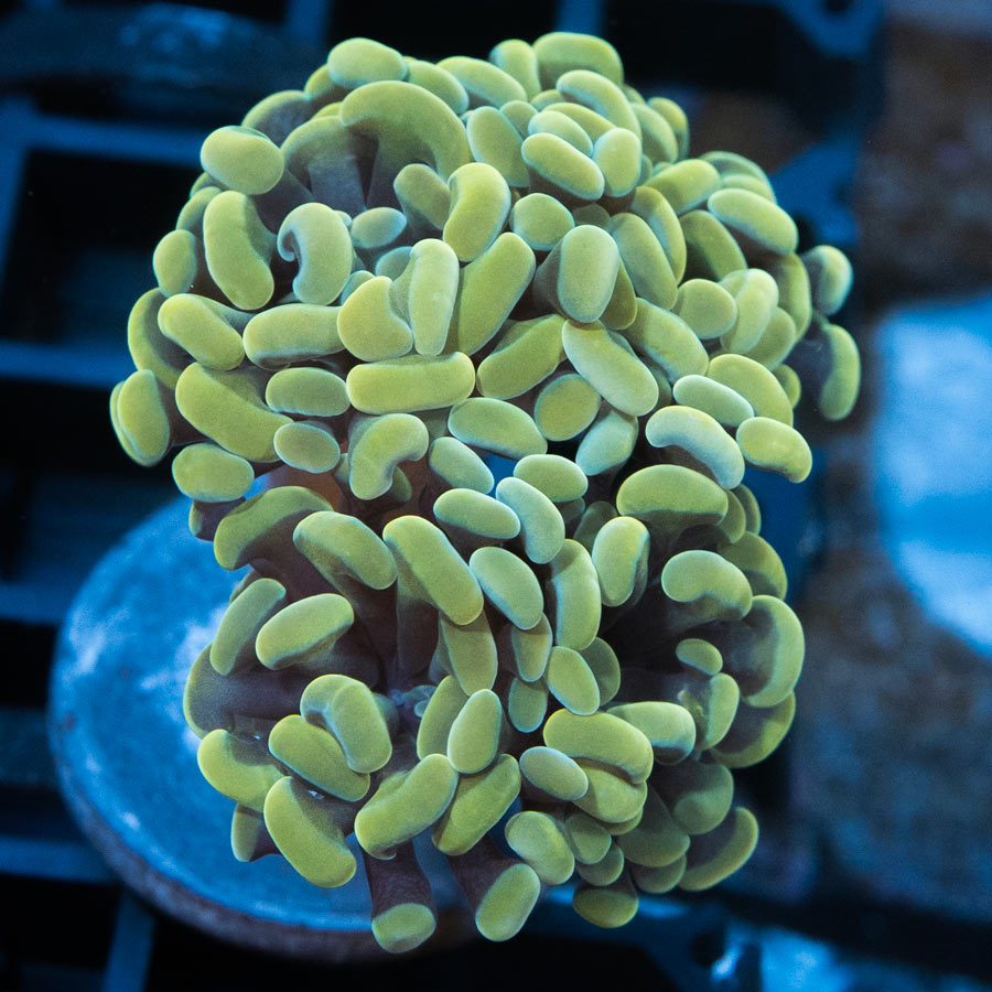 SBM Euphyllia Golden(3 Pól.)