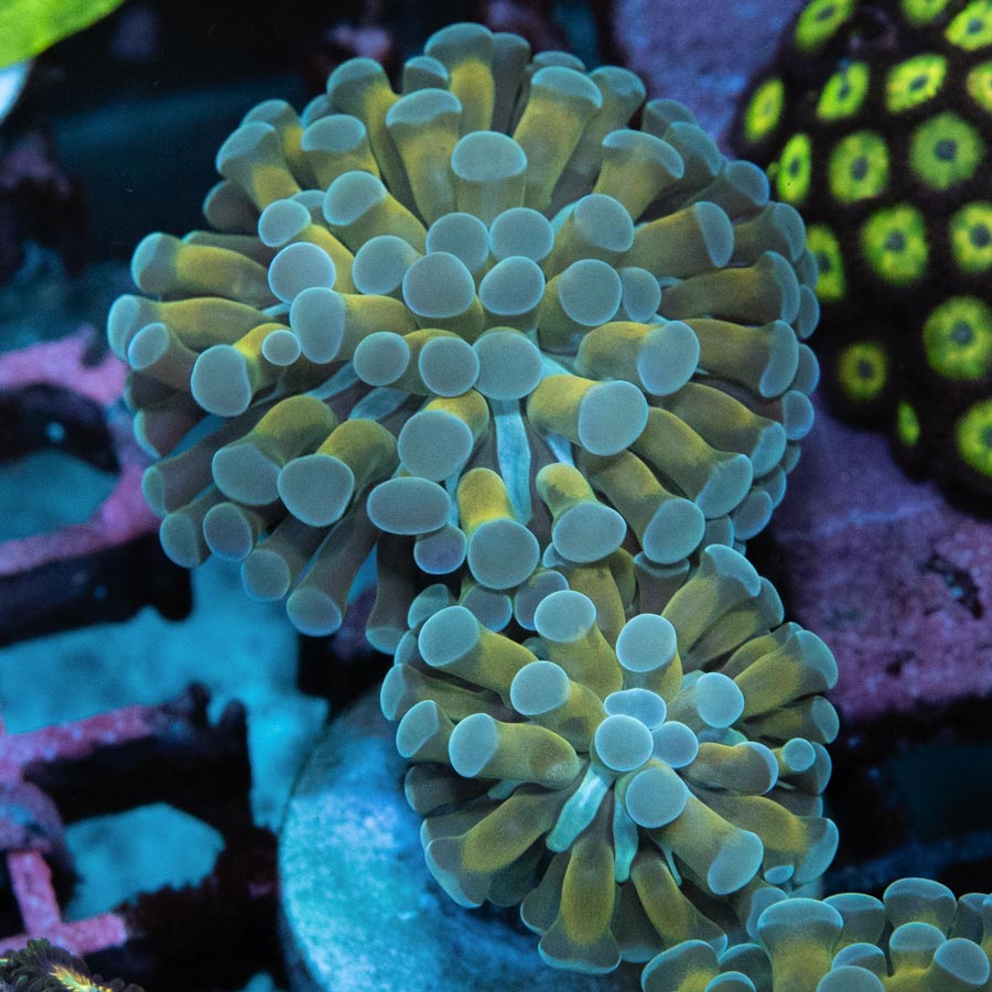 Euphyllia Parancora Ice Crown Hammer (2 Pól.)