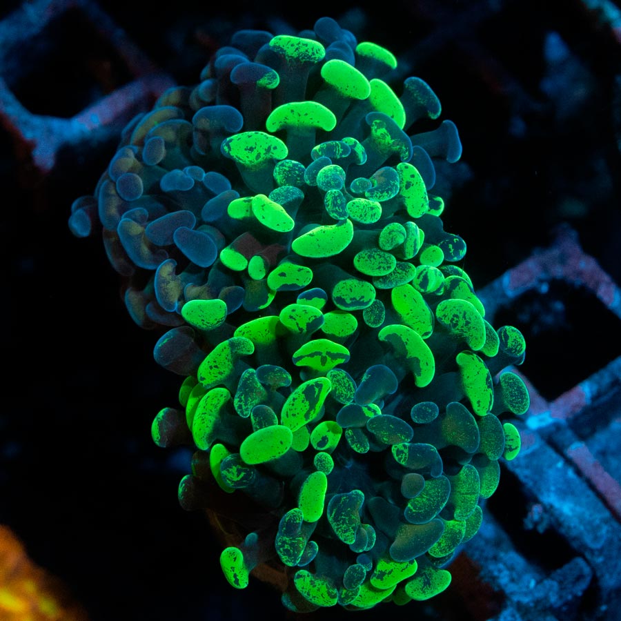 SBM Euphyllia Parancora Grafted (2 Pól.)